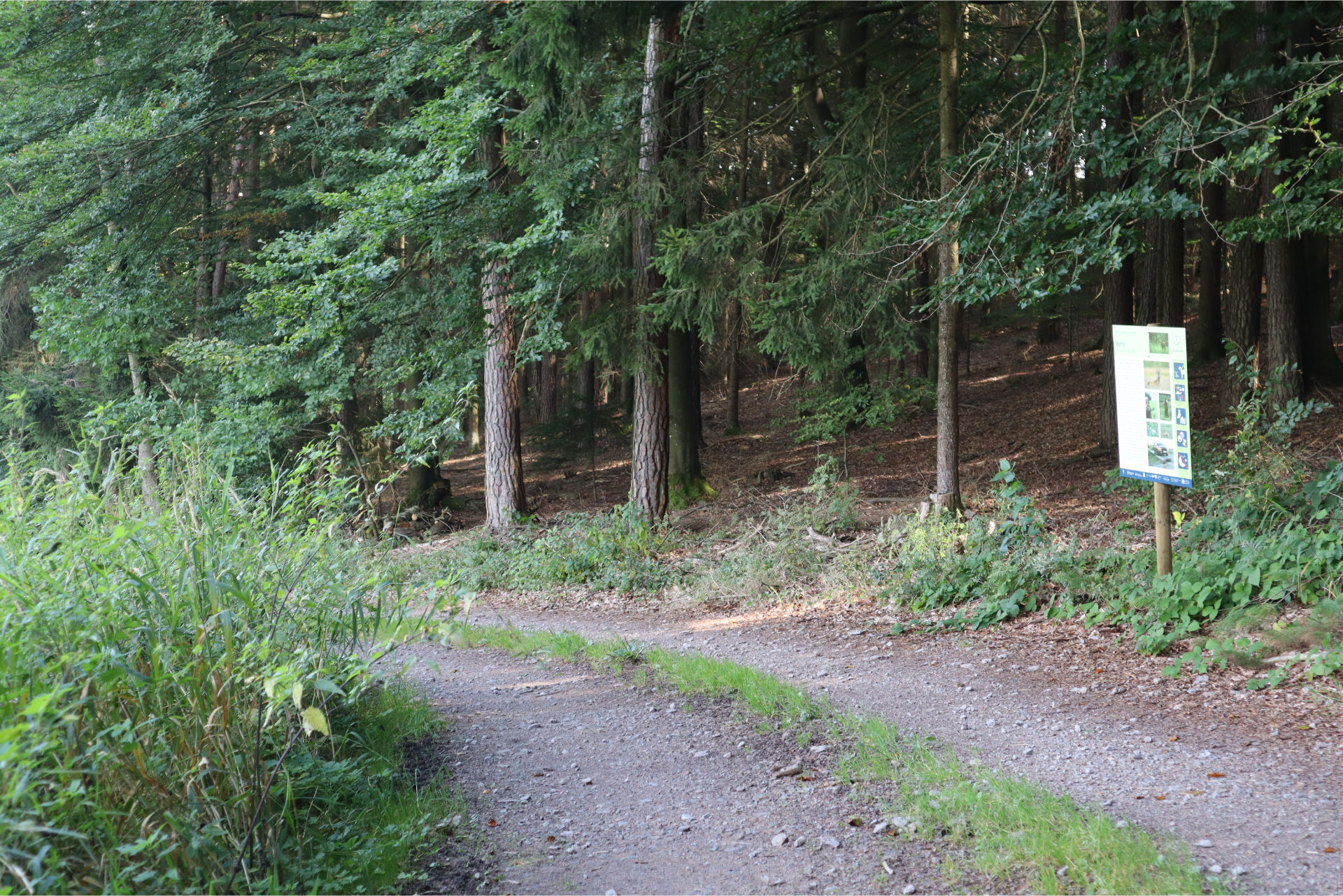 Infotafel Rehe