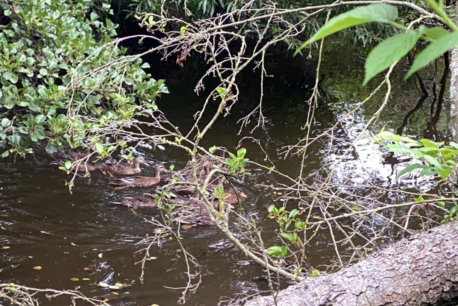 Wildenten 4