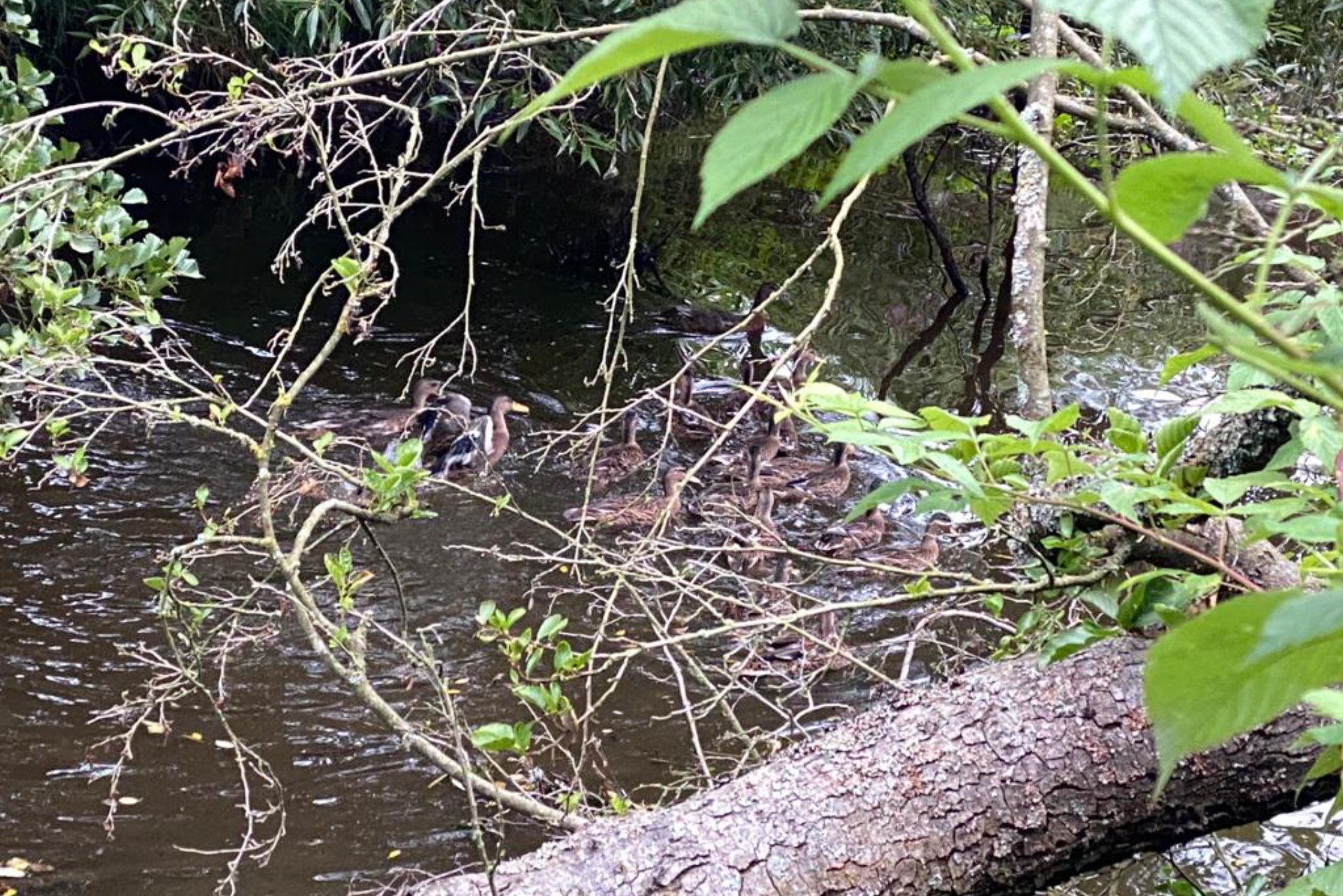 Wildenten auf Wasser 2