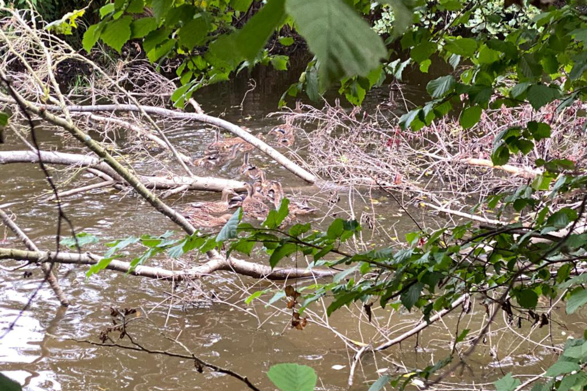 Wildenten auf Wasser